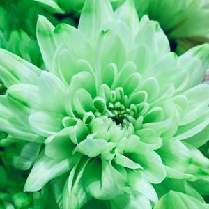 flowersfromlianella