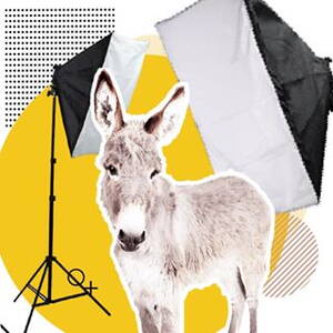 white_donkey