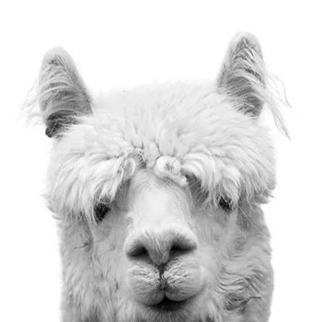 Тенгон лама. Альпака черно белая. Экран лама блэк. Лысая лама. Экран лама блэк.