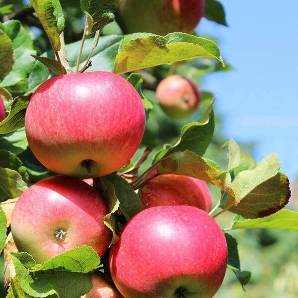 Сорт яблок сладкая нега фото и описание