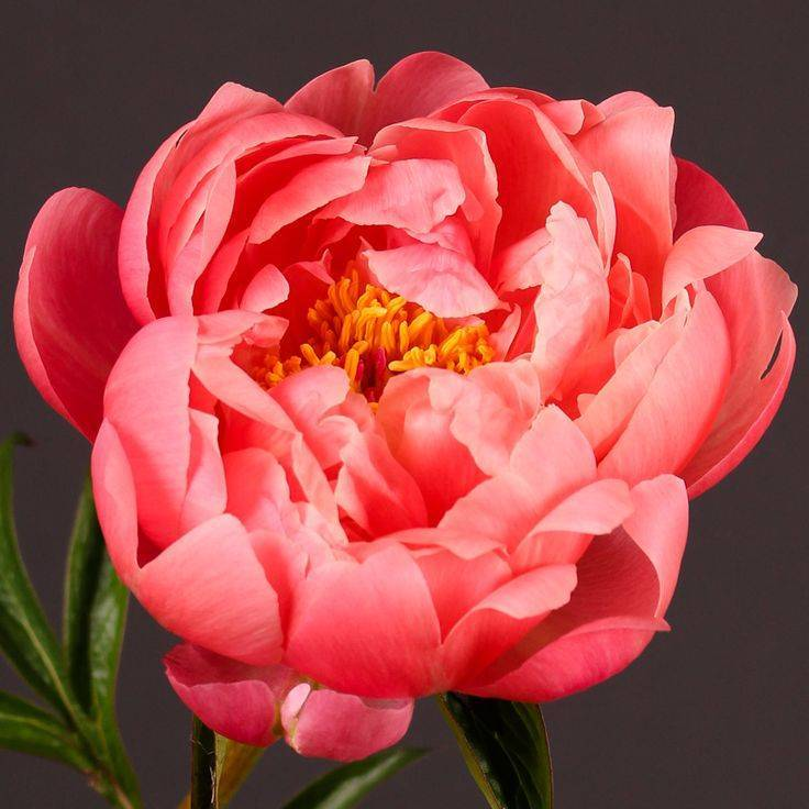 Корал шарм и корал сансет. Пион Корал Чарм. Пион Корал Суприм. Paeonia 'Coral Charm'. Сорт пиона Корал Сансет.