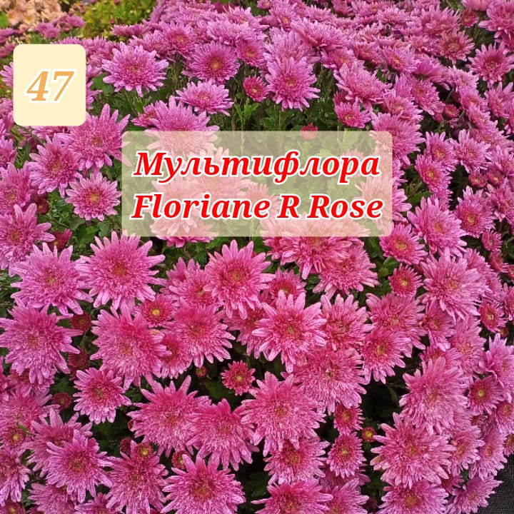  47