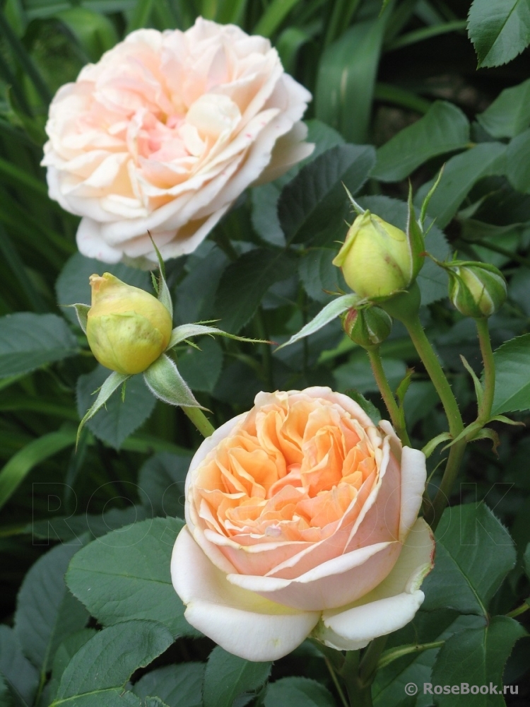 Роза genevieve orsi (женевьев орси). Роза женевьева орси гийо. Роза genevieve orsi (женевьев орси). Описание розы женевьев орси. Описание розы женевьев орси.