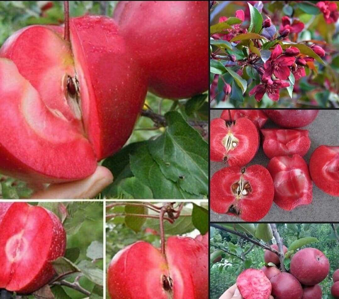 Сорт яблок ред кетти фото и описание