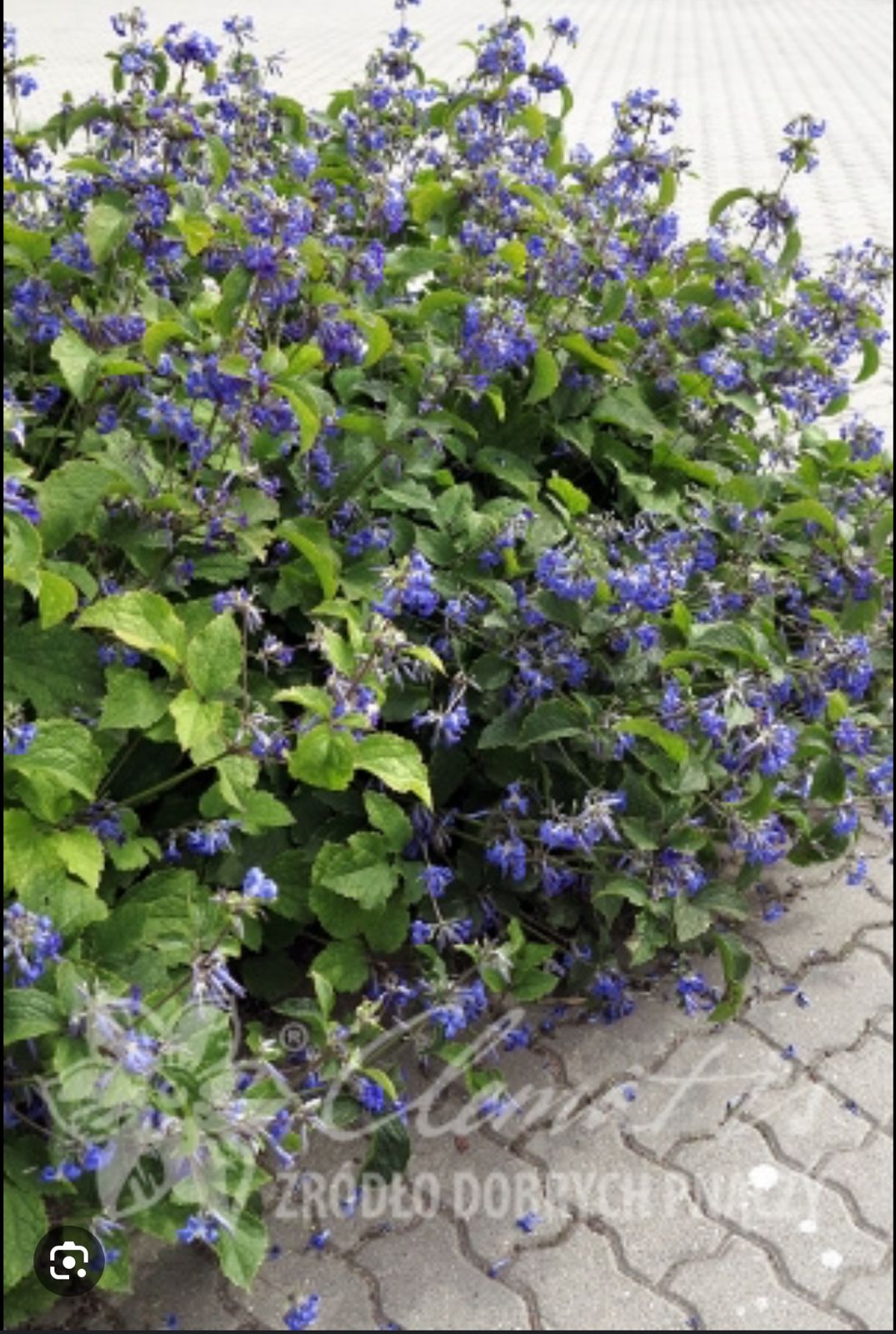 Клематис Кассандра (Clematis Cassandra) - описание сорта, фото, саженцы, посадка