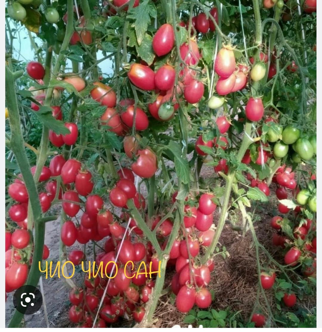 Чио чио сан помидоры отзывы. Томат чио чио сан оранжевый гавриш. Сорт помидор чио чио сан. Томат чио-чио-сан. Семена томат чио-чио-сан.