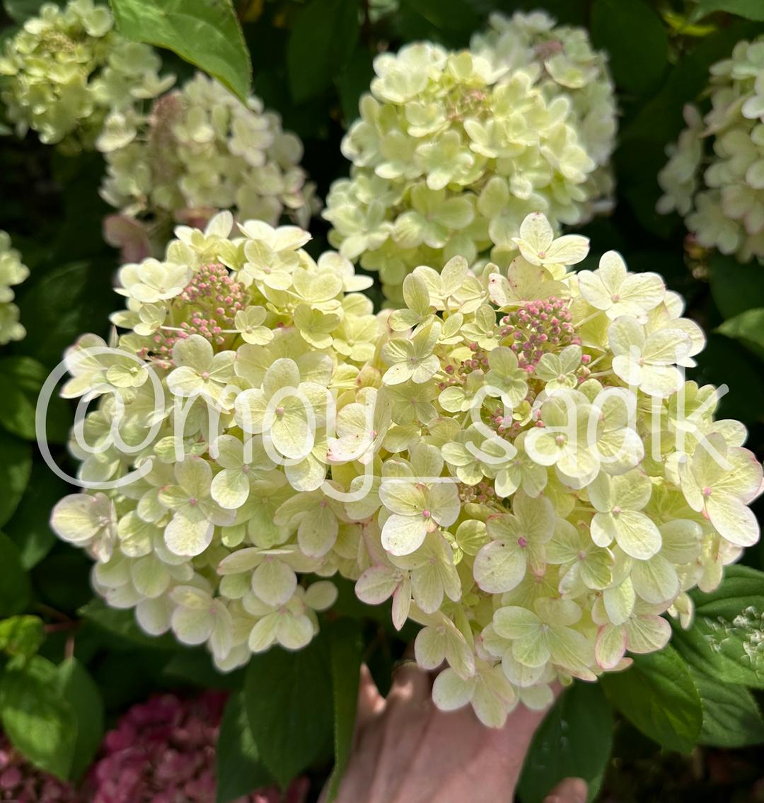Гортензия метельчатая “Panflora”