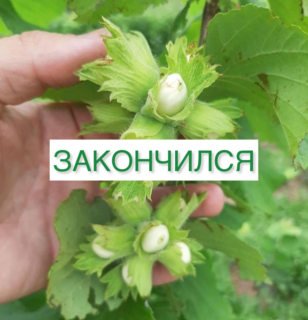 Фундук Московский Ранний Описание Сорта Фото Отзывы