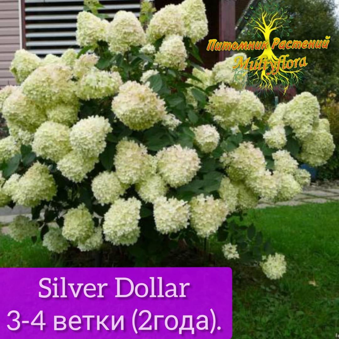 Гортензия метельчатая (Hydrangea paniculata `Silver Dollar`)