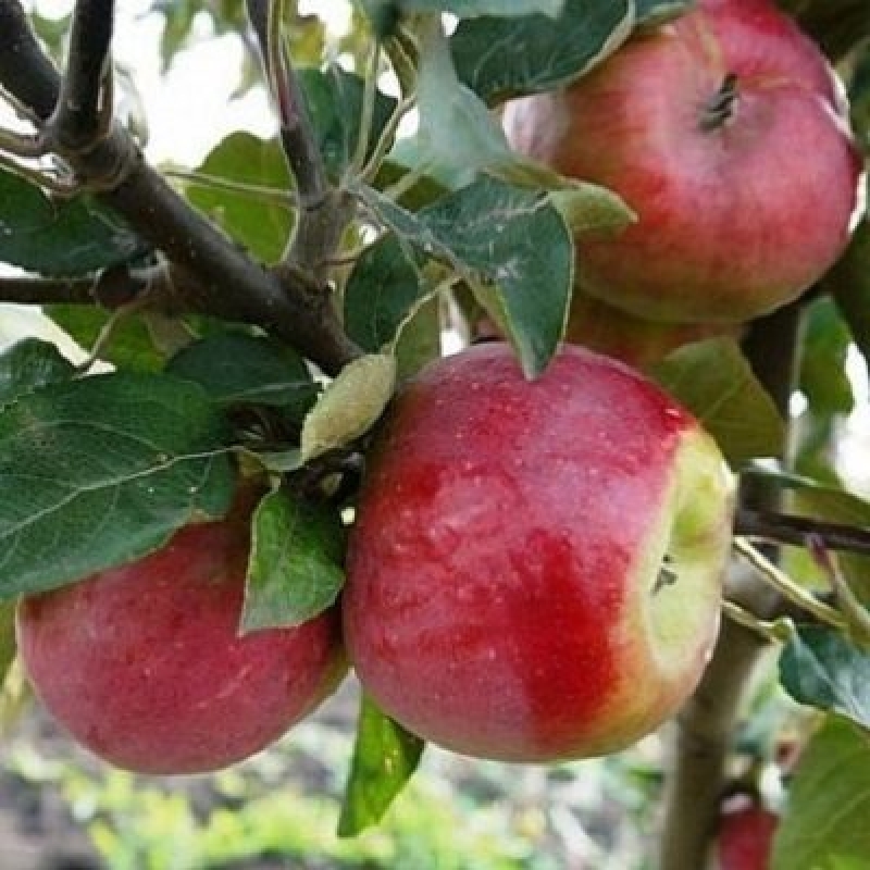 Купить Саженец Аниса Свердловского В Йошкар Оле