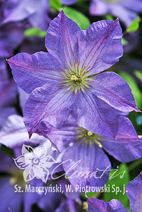 Clematis Solina