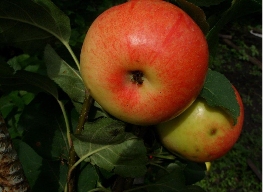 Сорта яблок с желтой мякотью фото и описание