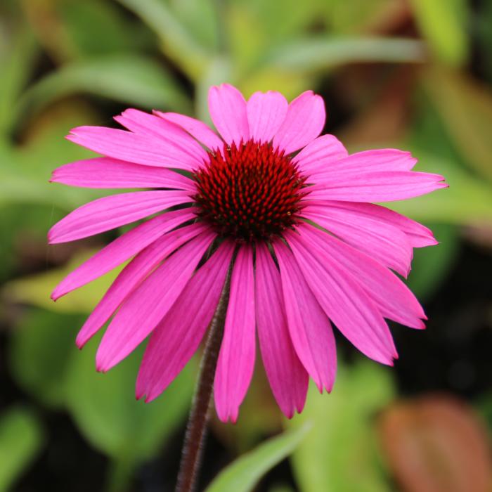 Echinacea purpurea Magnus