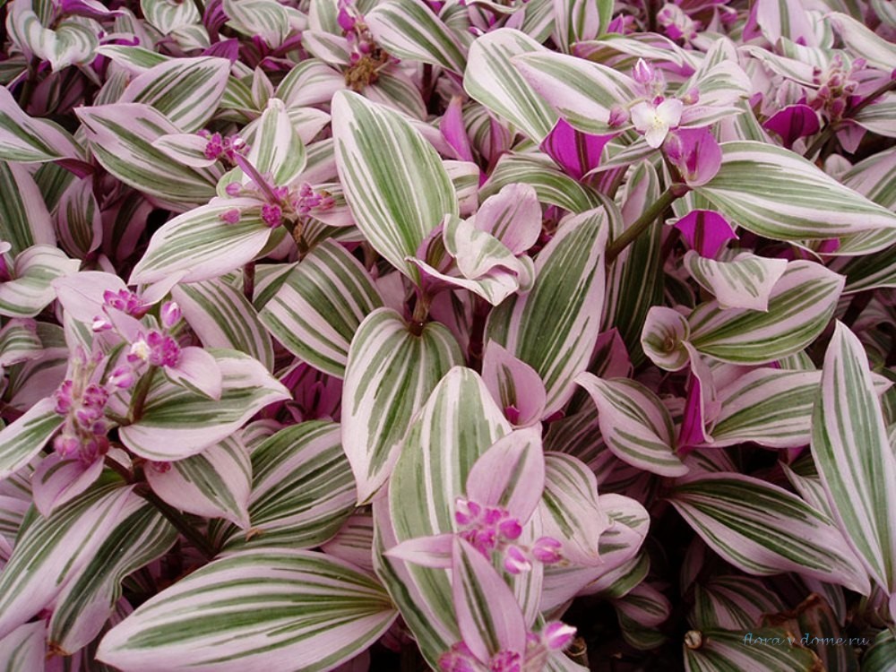 Традесканция Fluminensis Tricolor