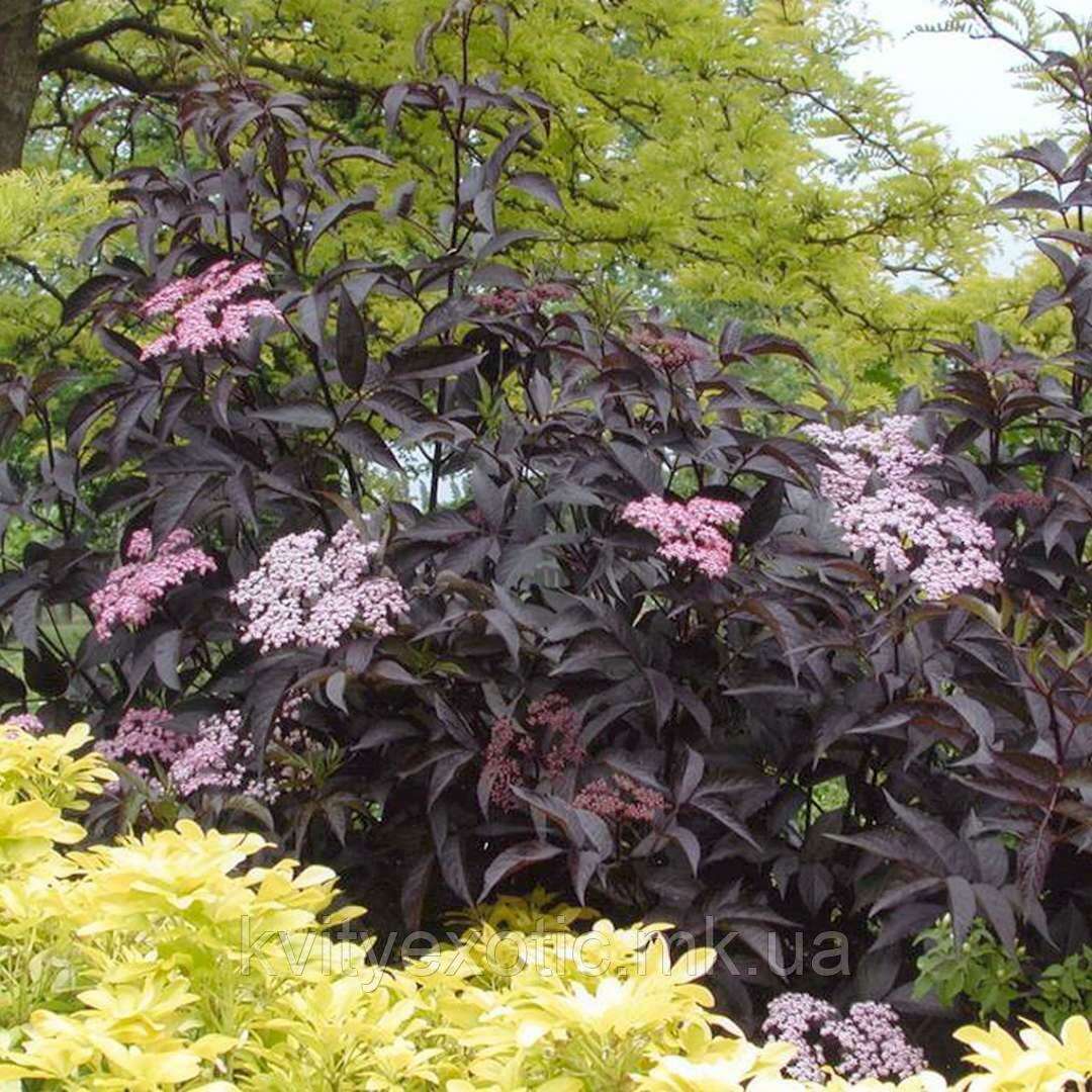 Sambucus nigra. Black Beauty Gerda