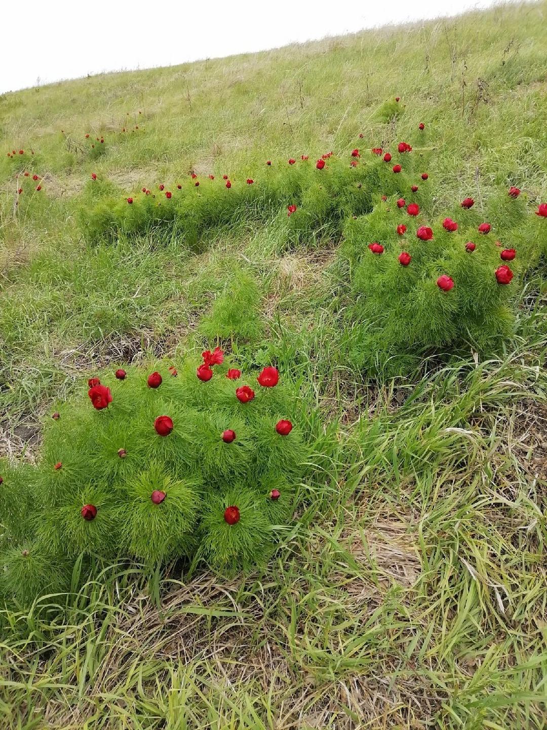 Фото аленького цветочка в реальной жизни