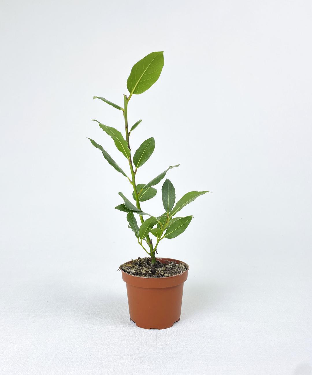 Лавр Растение Купить В Красноярске