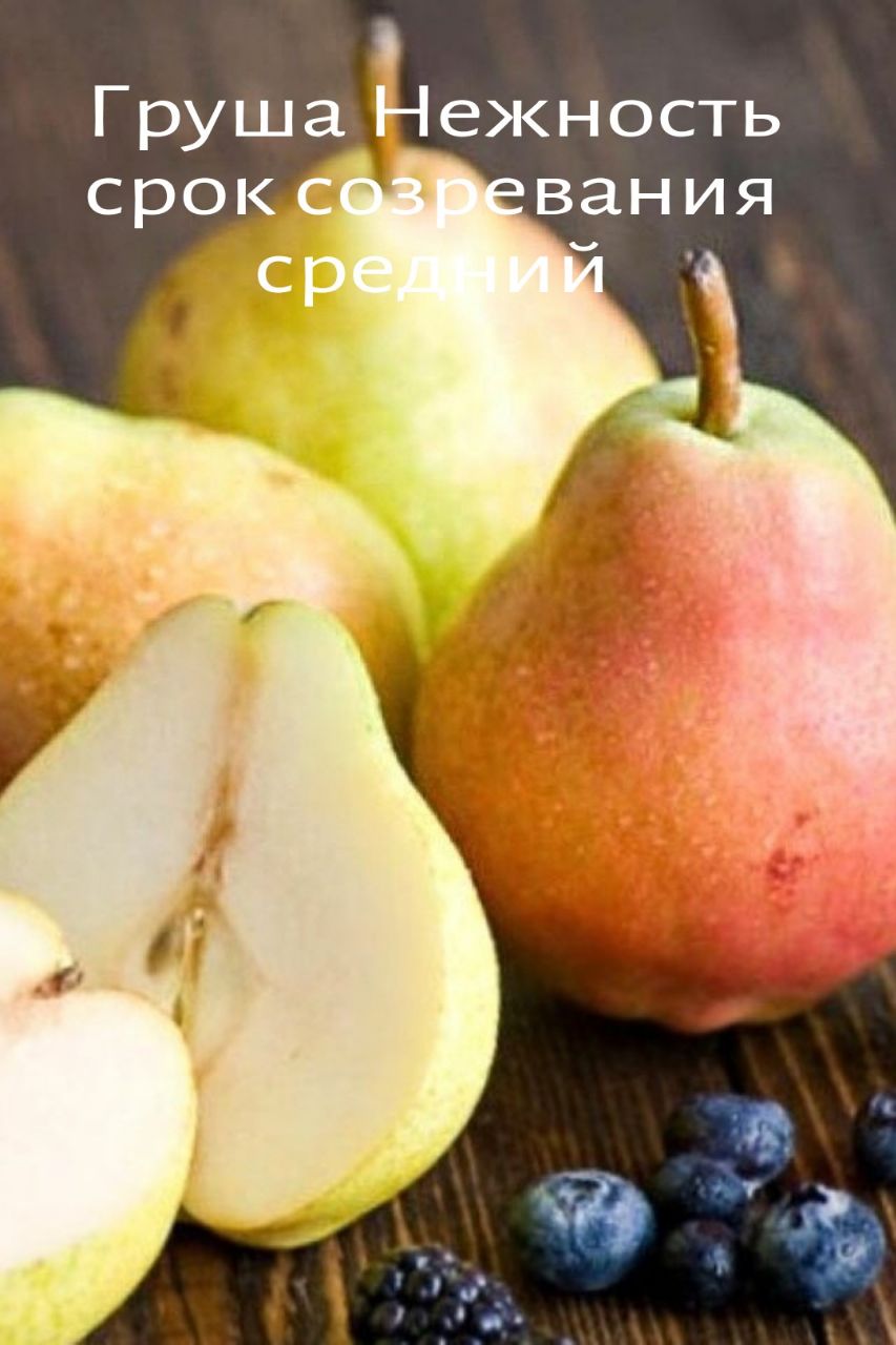 Груша "Нежность" 1 шт, туба, Весна 2023 (7862909) - Купить по цене от 434.00 руб